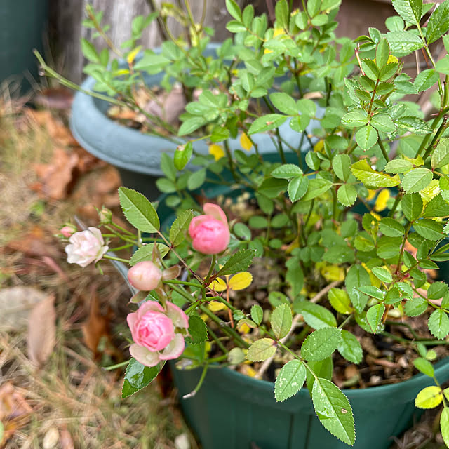 natsumiさんの実例写真