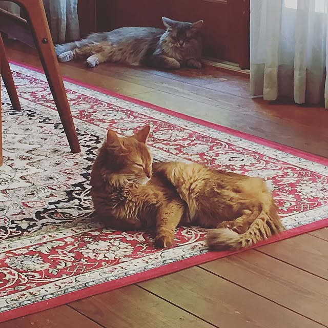 実例写真
