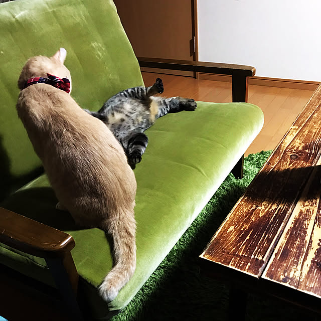 mikan161さんの実例写真