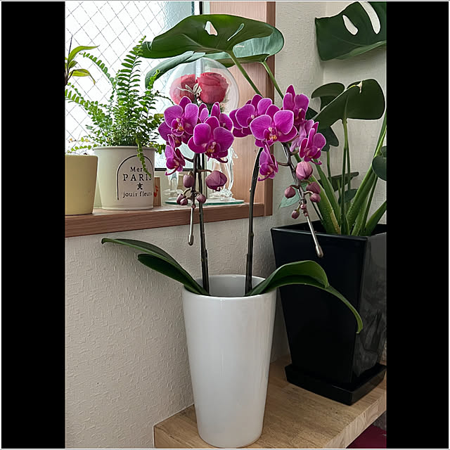 観葉植物のある暮らし/子供がいる暮らし/シンプルな暮らしに憧れる/犬と暮らす/狭いけど諦めない！...などのインテリア実例 - 2023-02-03 11:21:16