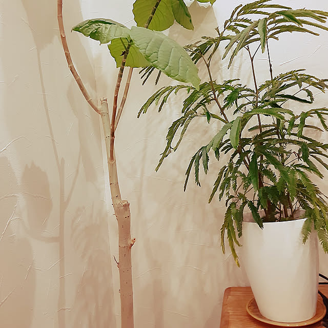 nabodayoさんの実例写真