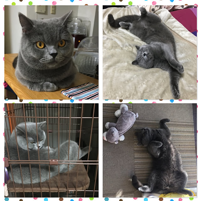 kittyさんの実例写真