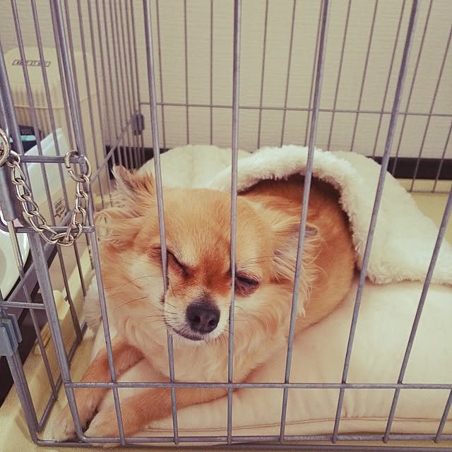 kojikojiさんの実例写真