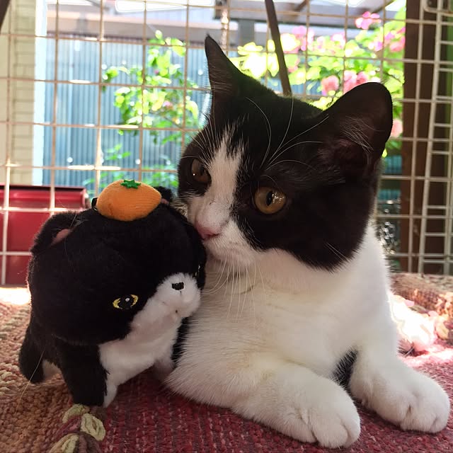butachanさんの実例写真