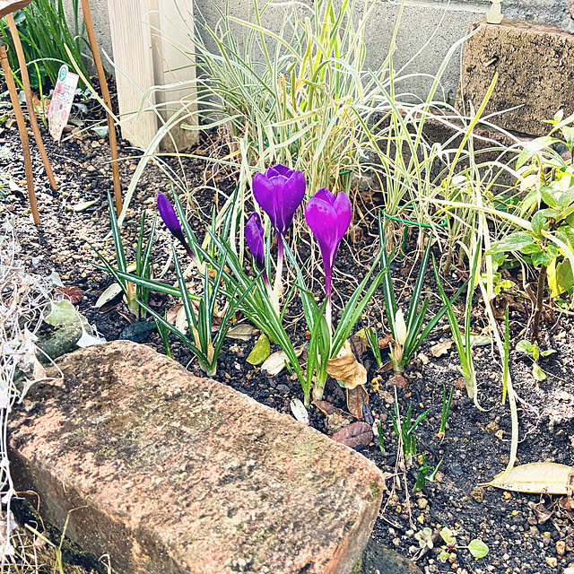 PEKO3_3さんの実例写真