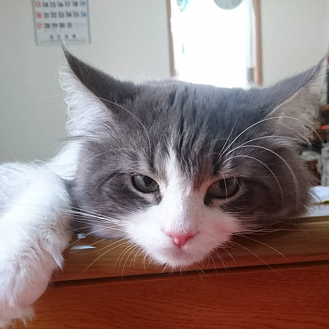 shinobuさんの実例写真
