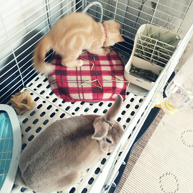 fruityanさんの実例写真