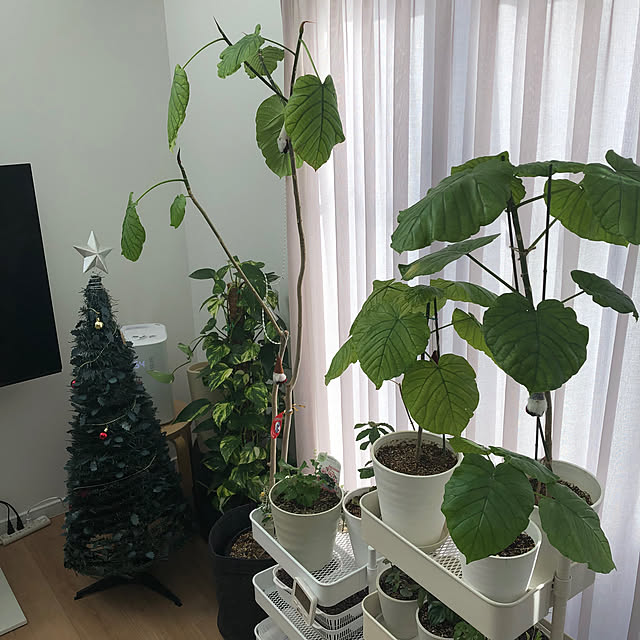 pinkflower_Potagerさんの部屋