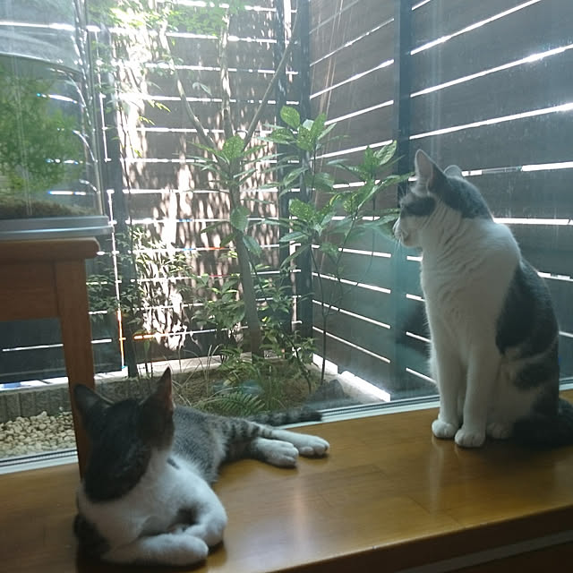 38catさんの実例写真