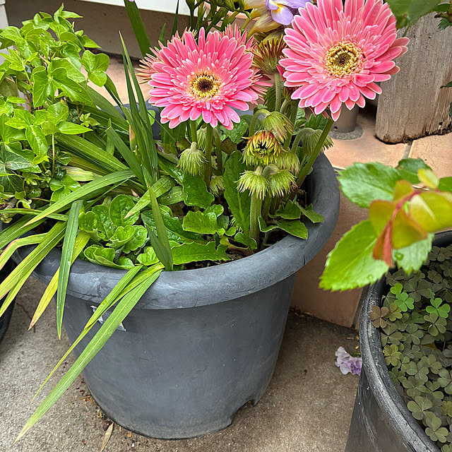 leepo5さんの実例写真