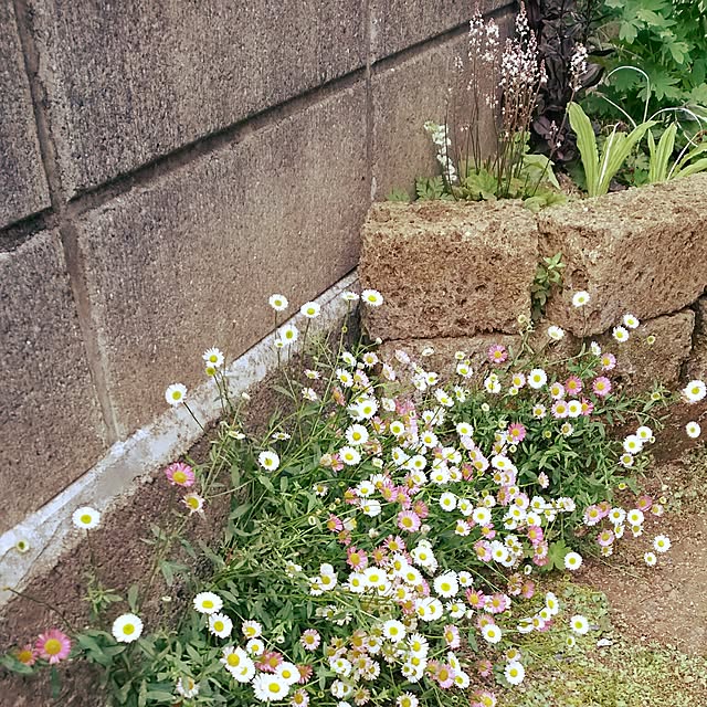 arioさんの実例写真