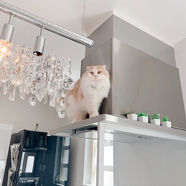 mamiriさんの実例写真