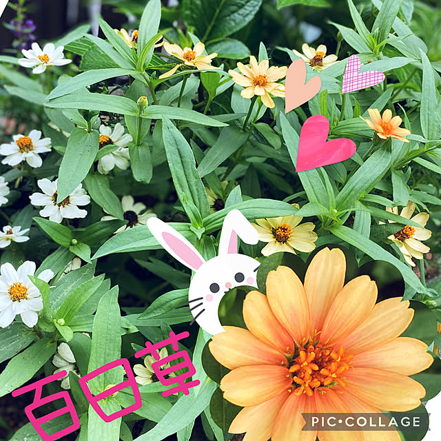 Smilkazuさんの実例写真