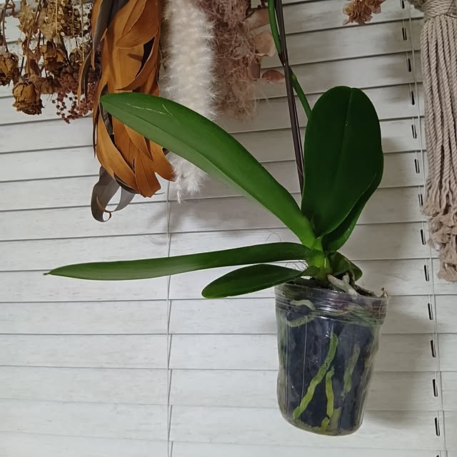 tomomiさんの実例写真