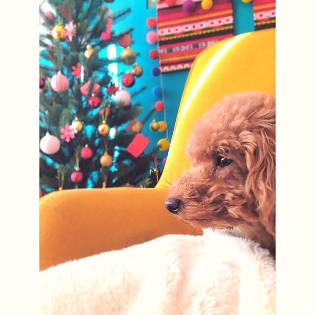 popさんの実例写真