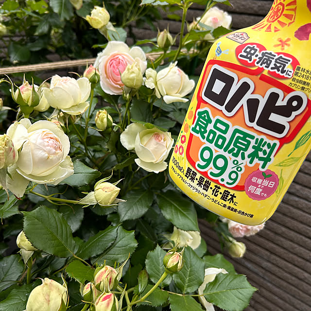 cocoさんの部屋