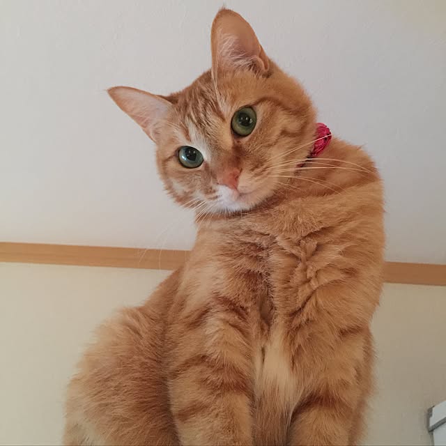 hanaさんの実例写真