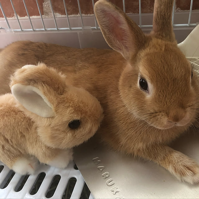 pikarunさんの実例写真