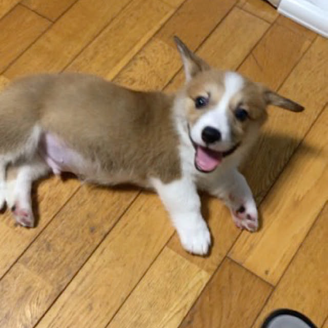Milkyappleさんの実例写真