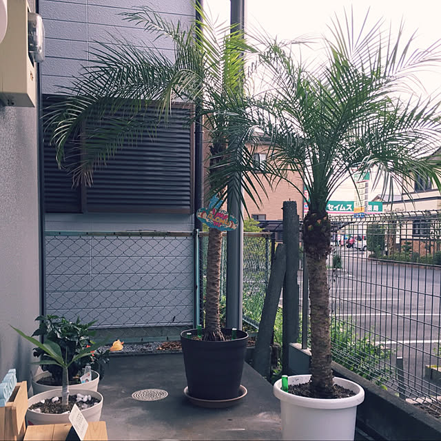 HauOliさんの実例写真