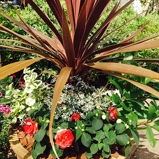 snoopy23さんの実例写真