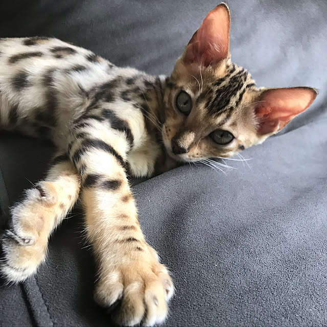 toluckyさんの実例写真