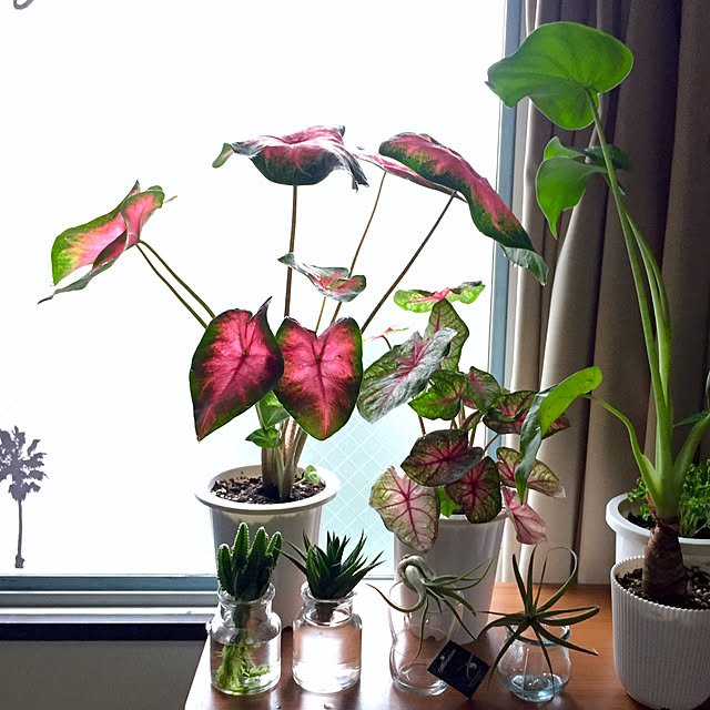 casablancasさんの実例写真