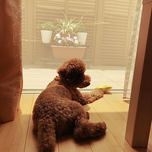 mipoさんの実例写真