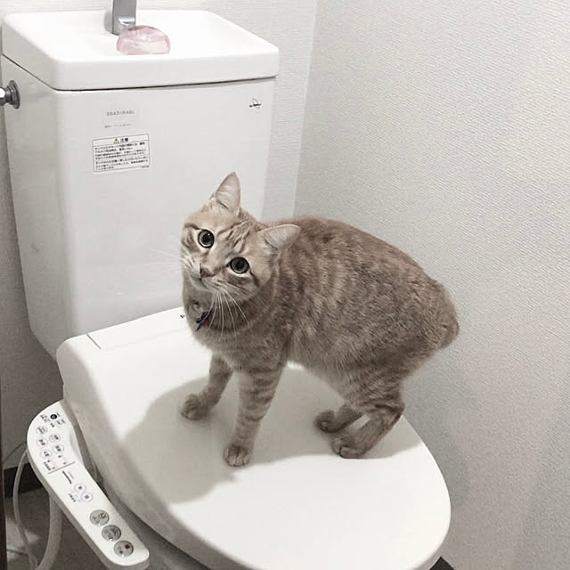 Hotateさんの実例写真