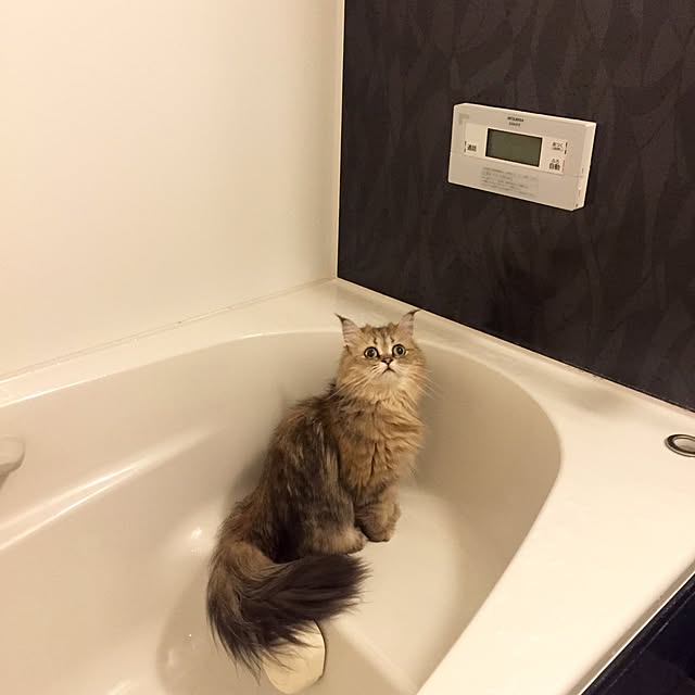 butachanさんの実例写真