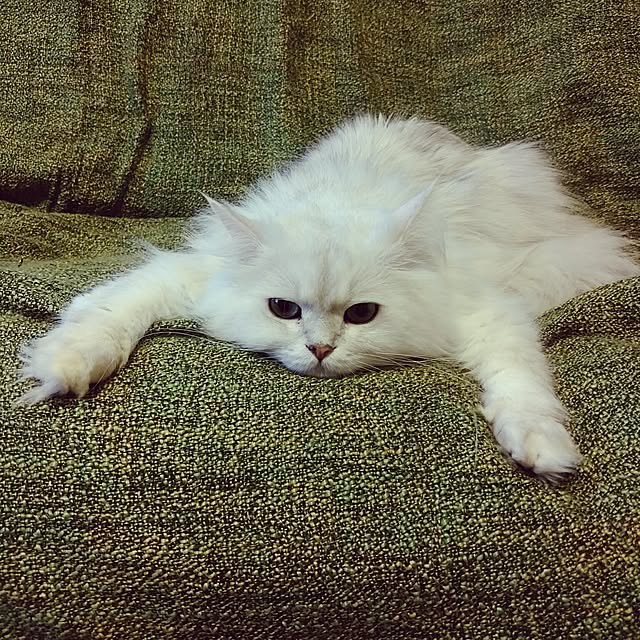 6catsさんの実例写真