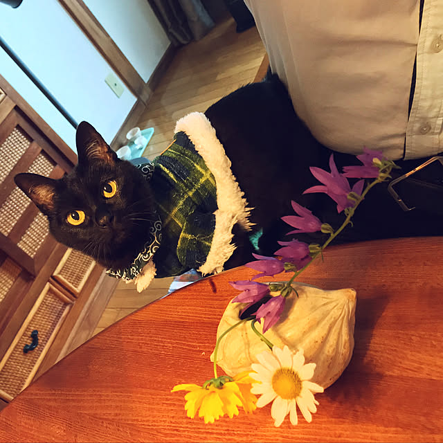 机/カフェ風のインテリア実例 - 2018-09-07 09:10:47