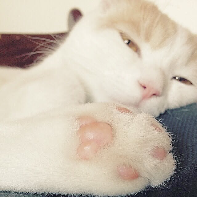 onojiijiさんの実例写真
