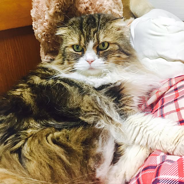 miyapp.hiroppさんの実例写真