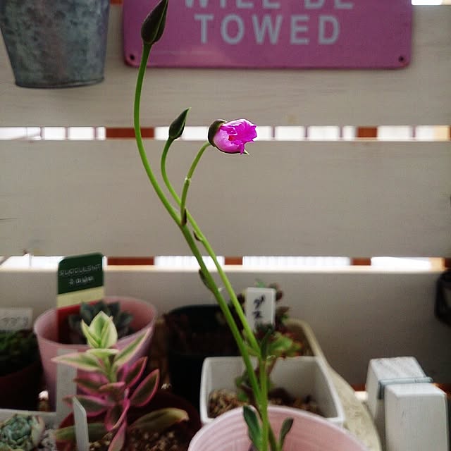 mtktr04さんの実例写真