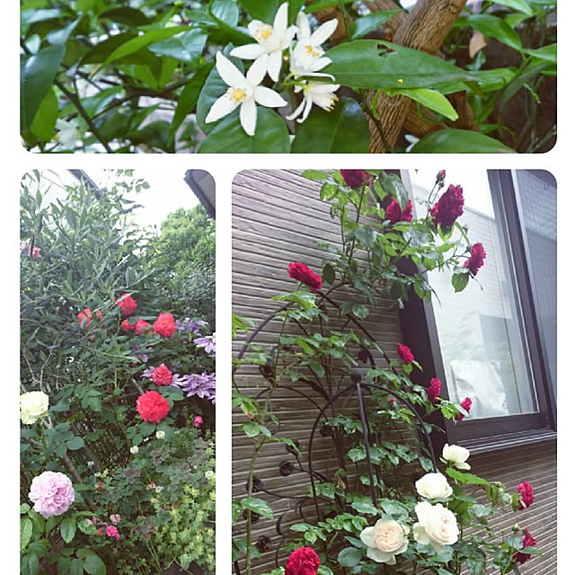 mimi828さんの実例写真
