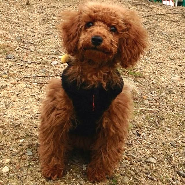 haruさんの実例写真