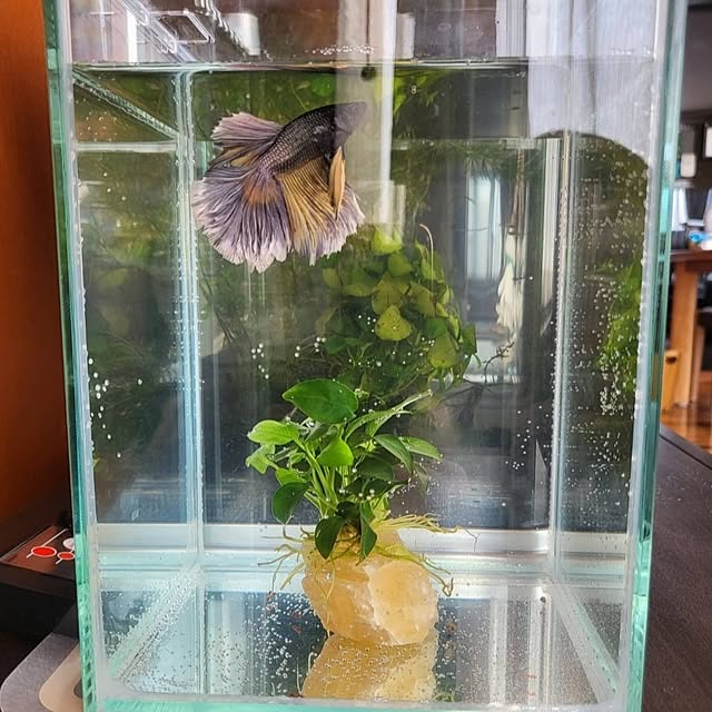 whiskerbloomさんの部屋