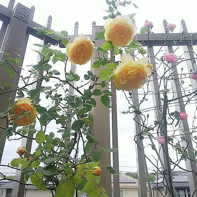hiromimiさんの実例写真