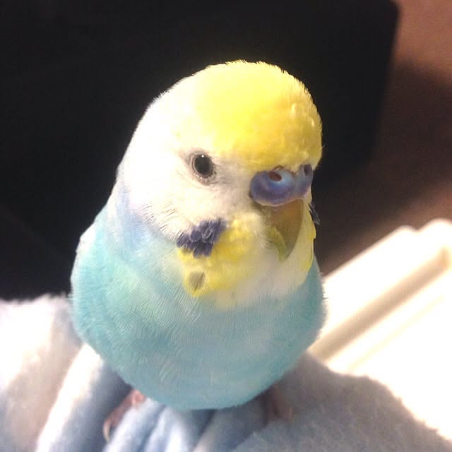piichanbunchanさんの実例写真