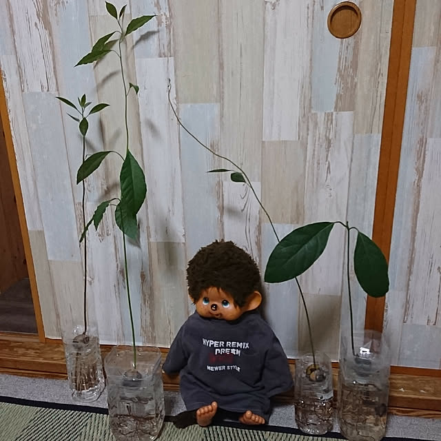 harupippiさんの実例写真