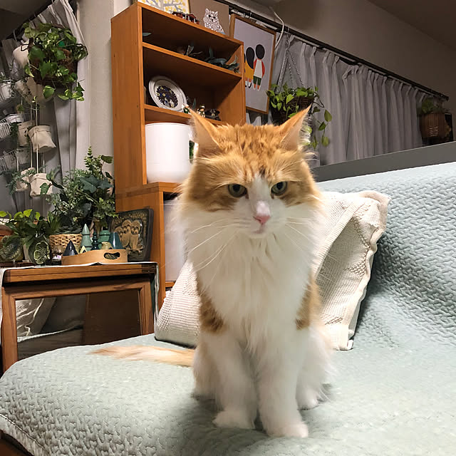 uchidaizuさんの実例写真