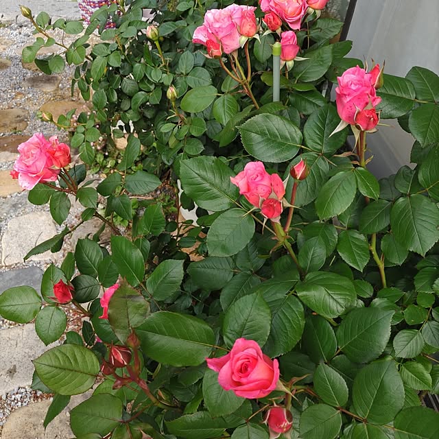salacocoさんの部屋