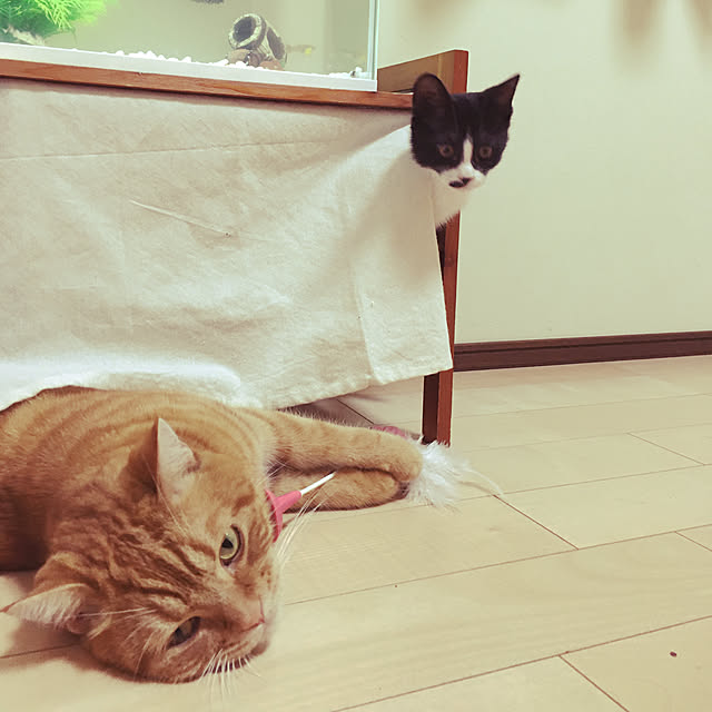 nekoさんの実例写真