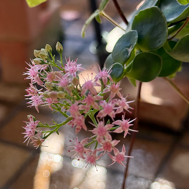 Aqettyさんの実例写真