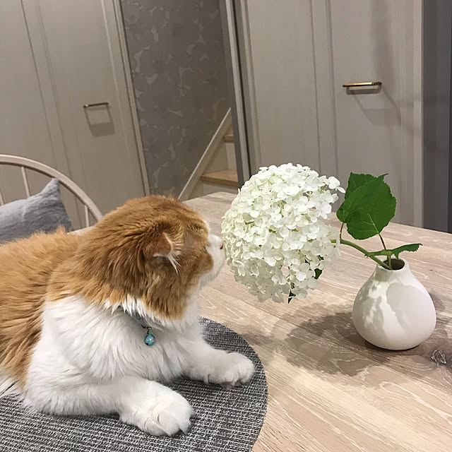 chachaharuloveさんの実例写真