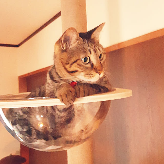 壁/天井/キャットポール/猫と暮らす家/ねこのいる日常/ねこと暮らすのインテリア実例 - 2022-12-22 09:16:24