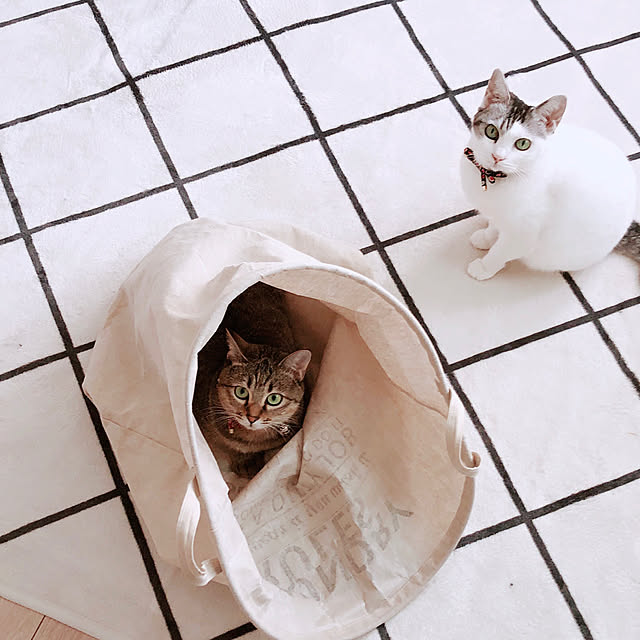shiroi_noranecoさんの実例写真