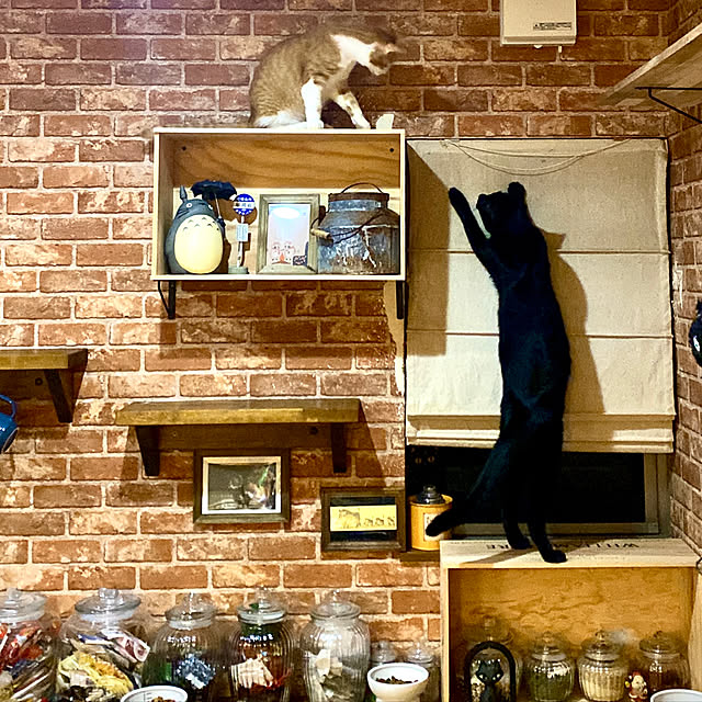 butachanさんの実例写真