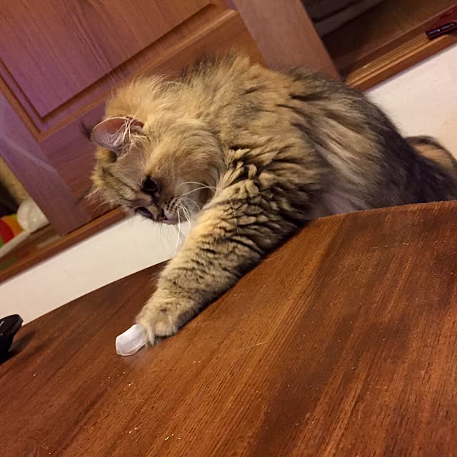 butachanさんの実例写真